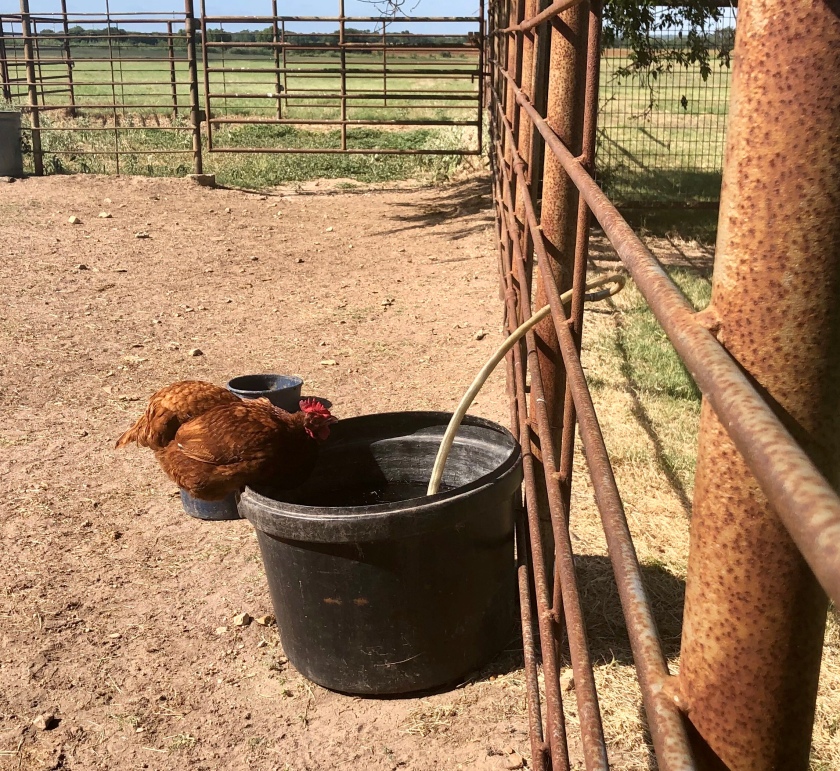 chicken balanced on a water bucket